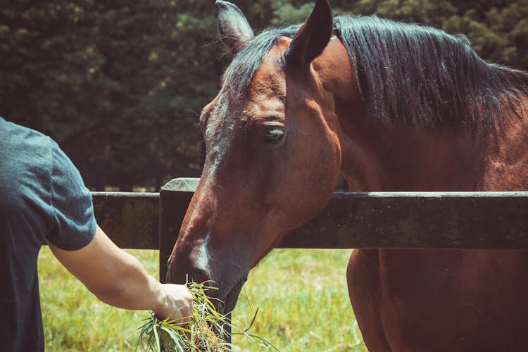 Person Feeding Horse