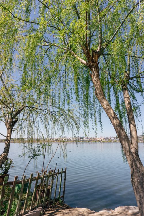 Free A serene lakeside view with overhanging trees and clear water, capturing the essence of nature. Stock Photo
