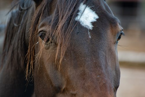 A close up of a horse's face with a white spot on it