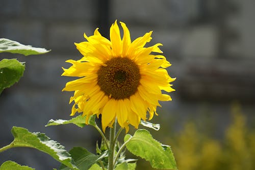 Free Gelbe Sonnenblume Stock Photo