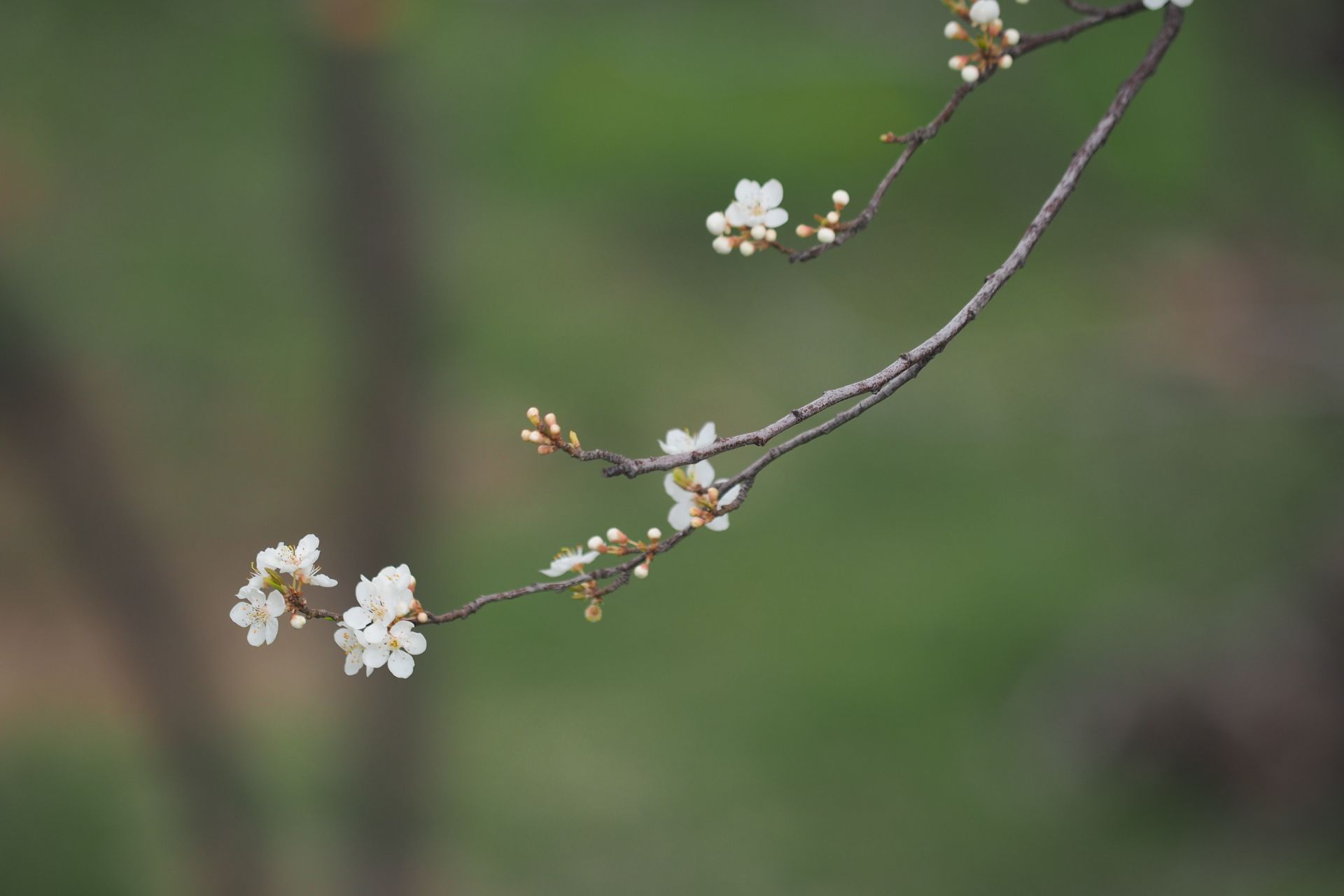 Cherry Blossoms on Branch
