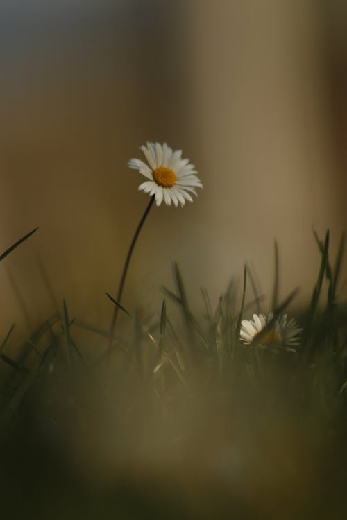 Beyaz çiçeğin Yakın çekim Fotoğrafı