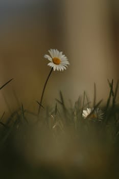 一朵白色雏菊在绿草中绽放，柔和的焦点营造出宁静的自然景观
