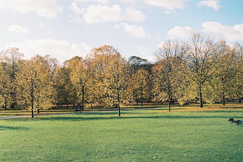 A park with trees and grass in the fall