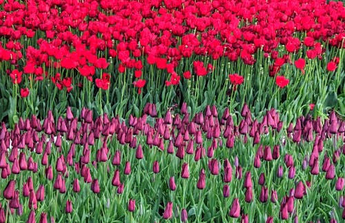 A field of red and purple tulips