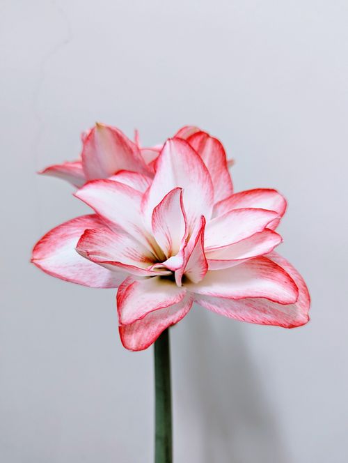 Free Close-up of a blooming amaryllis flower against a soft gray backdrop, highlighting its elegant petals. Stock Photo