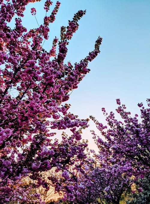A tree with pink blossoms in the background