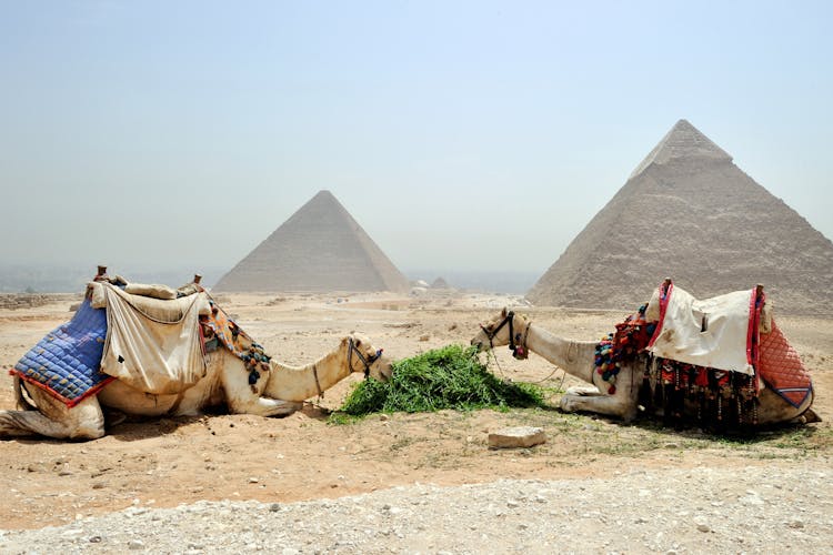 Camels Eating Plants