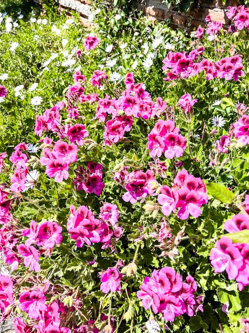 Foto stok gratis bunga mekar, bunga merah jambu, bunga-bunga indah
