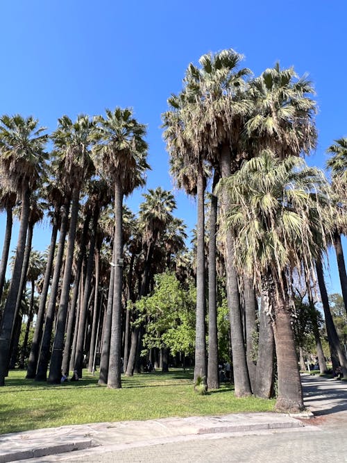 areca palmiyesi, büyük şehir, kentsel alan içeren Ücretsiz stok fotoğraf