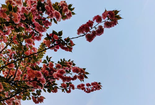 Fotos de stock gratuitas de al aire libre, árbol, azul