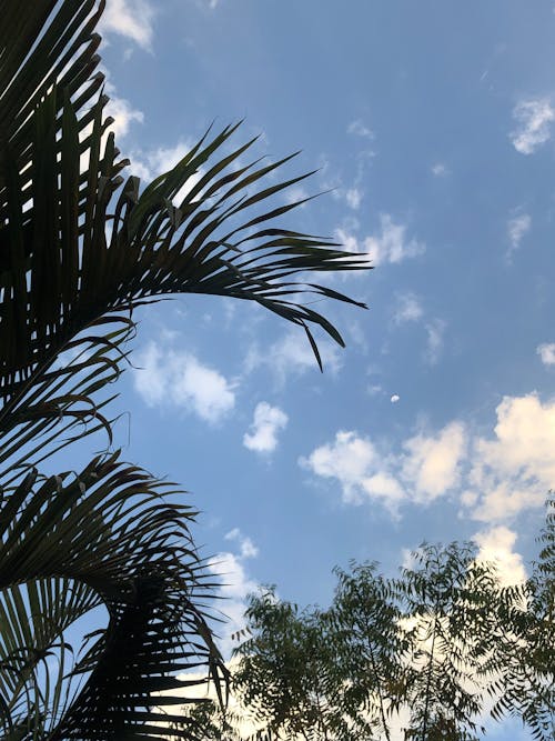 Fotos de stock gratuitas de ¡sobre las nubes!, árbol grande, árboles de bambú