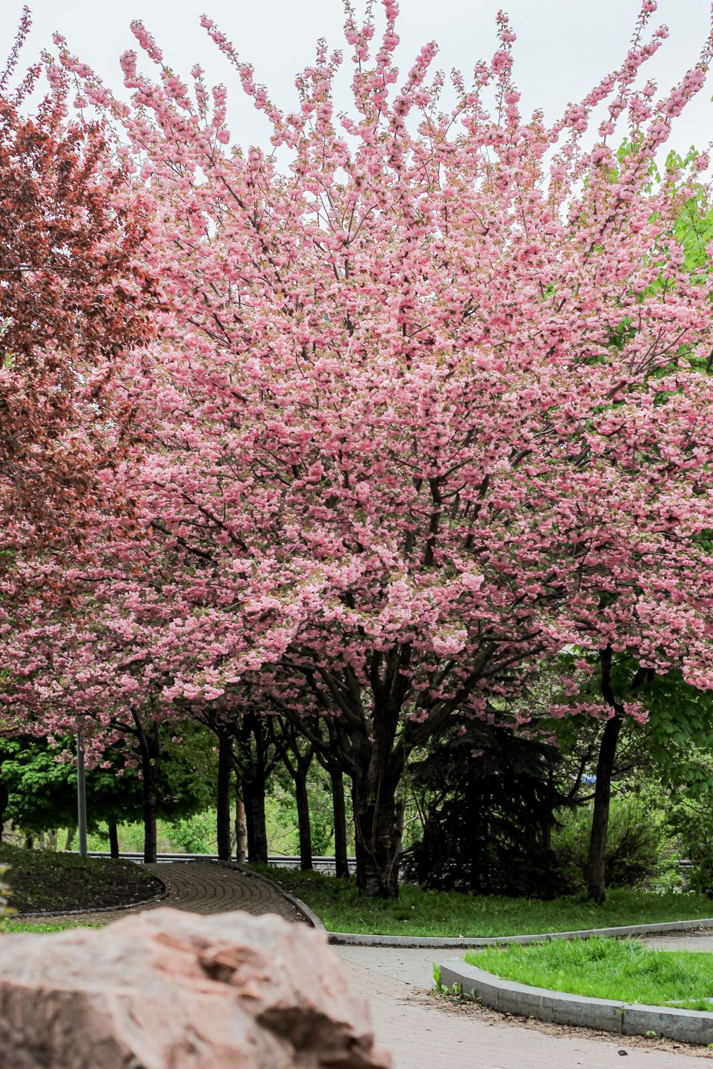 Cherry Tree In Spring Pink Blossoms on Cherry Trees in Spring · Free Stock Photo