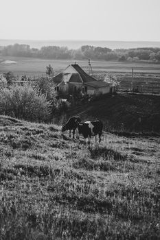 A serene black and white portrait of cows grazing on a rural farm landscape.