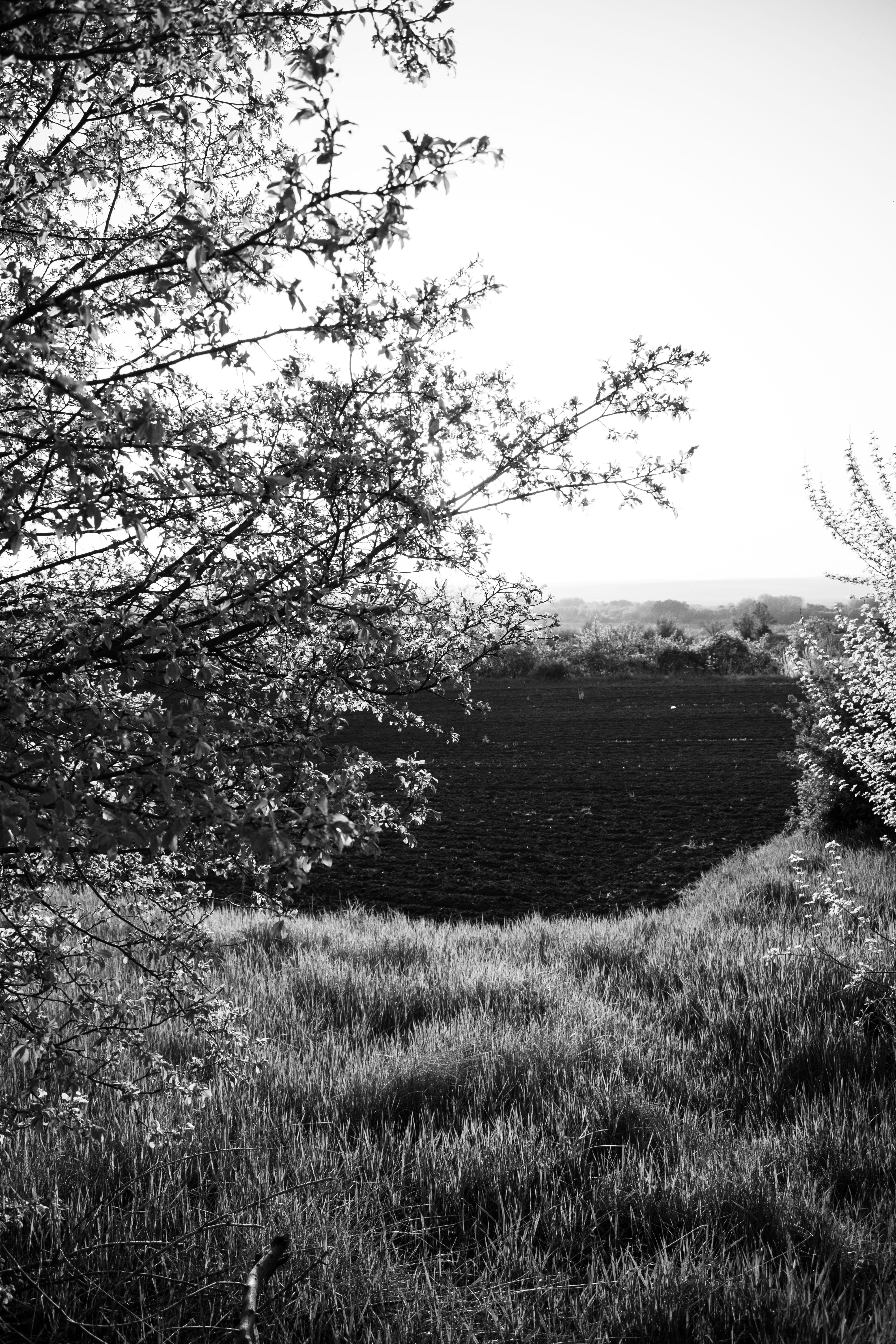 Rural Field behind Tree · Free Stock Photo