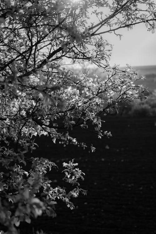 Foto d'estoc gratuïta de a l'aire lliure, alba, arbre