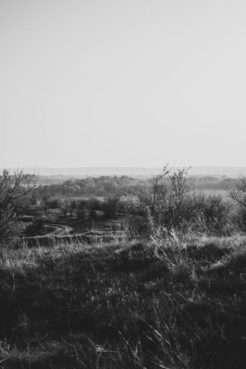 Free A tranquil black and white view of a rural countryside landscape with rolling hills and sparse trees. Stock Photo