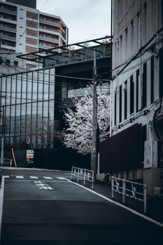 A serene Tokyo street scene with blooming cherry blossoms amidst urban architecture.