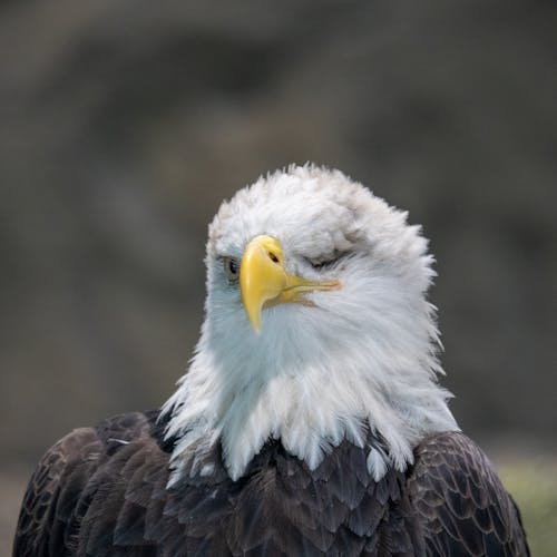 A bald eagle with its head down and eyes closed