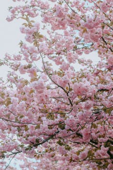 一个明媚的春日，在弗吉尼亚州费尔法克斯，盛开的粉红色樱花充满了活力