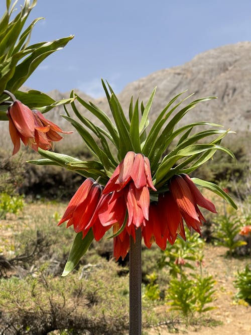 fritillaria