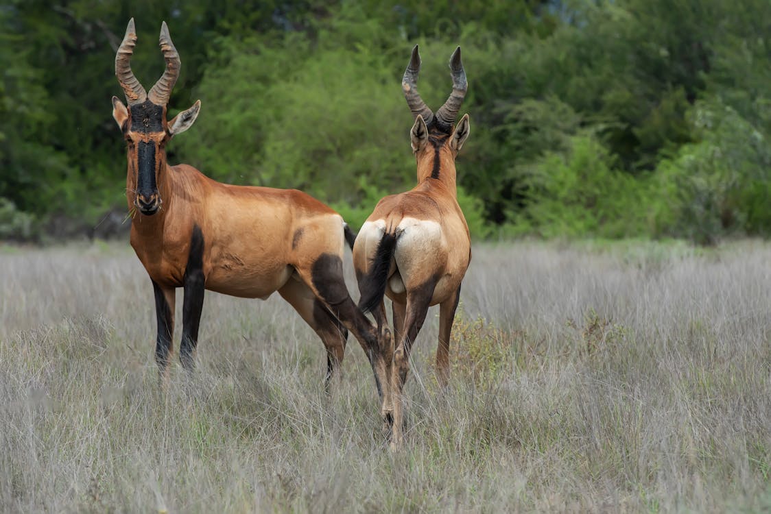 Kostenloses Stock Foto zu antilope, bulle, busch