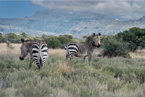 Two zebras are standing in the grass in a field