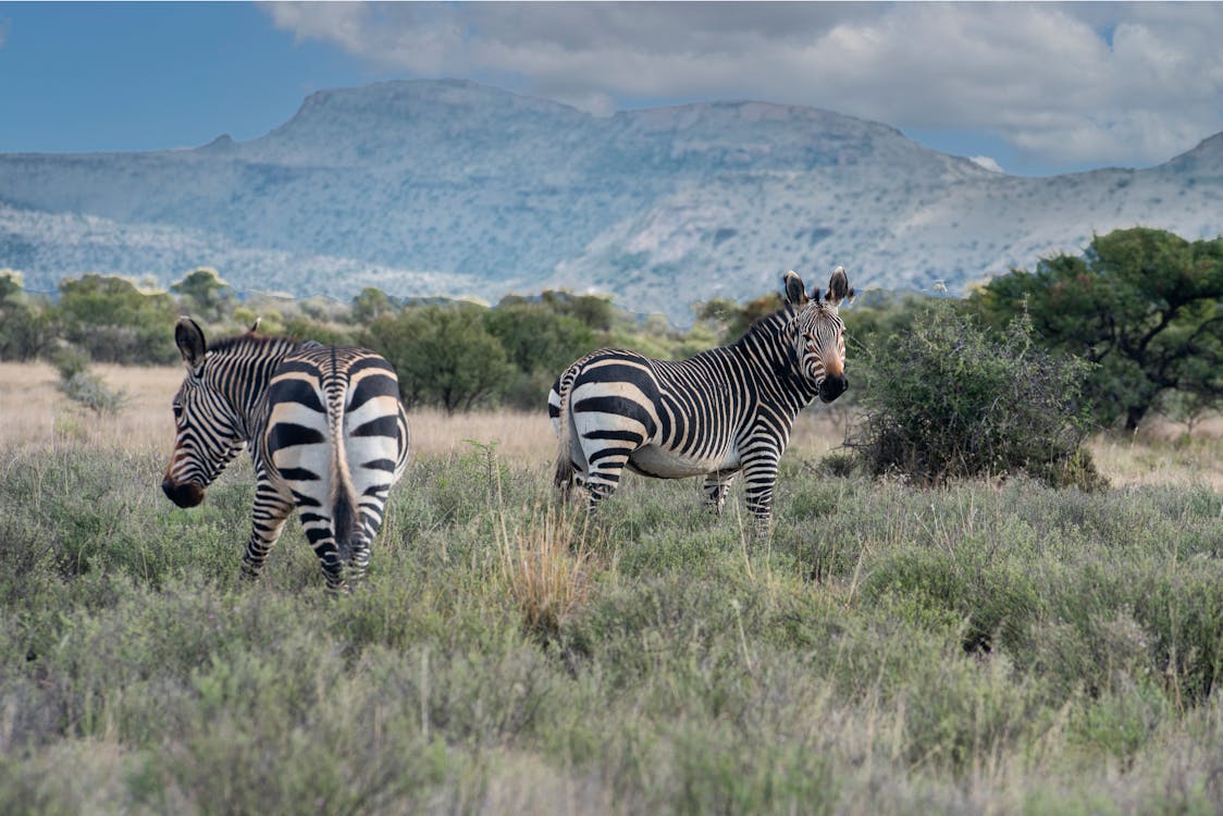 Two zebras are standing in the grass in a field