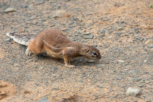 A small ground squirrel is walking on the ground