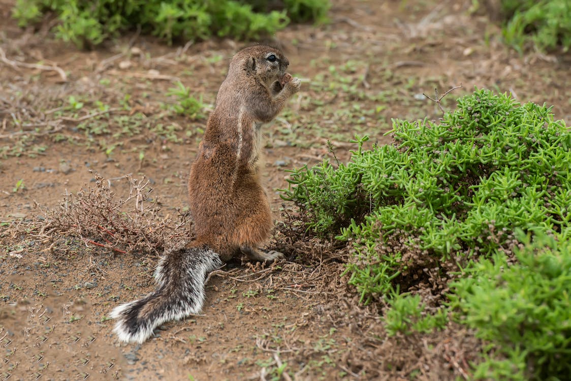 A squirrel is standing on the ground in front of bushes