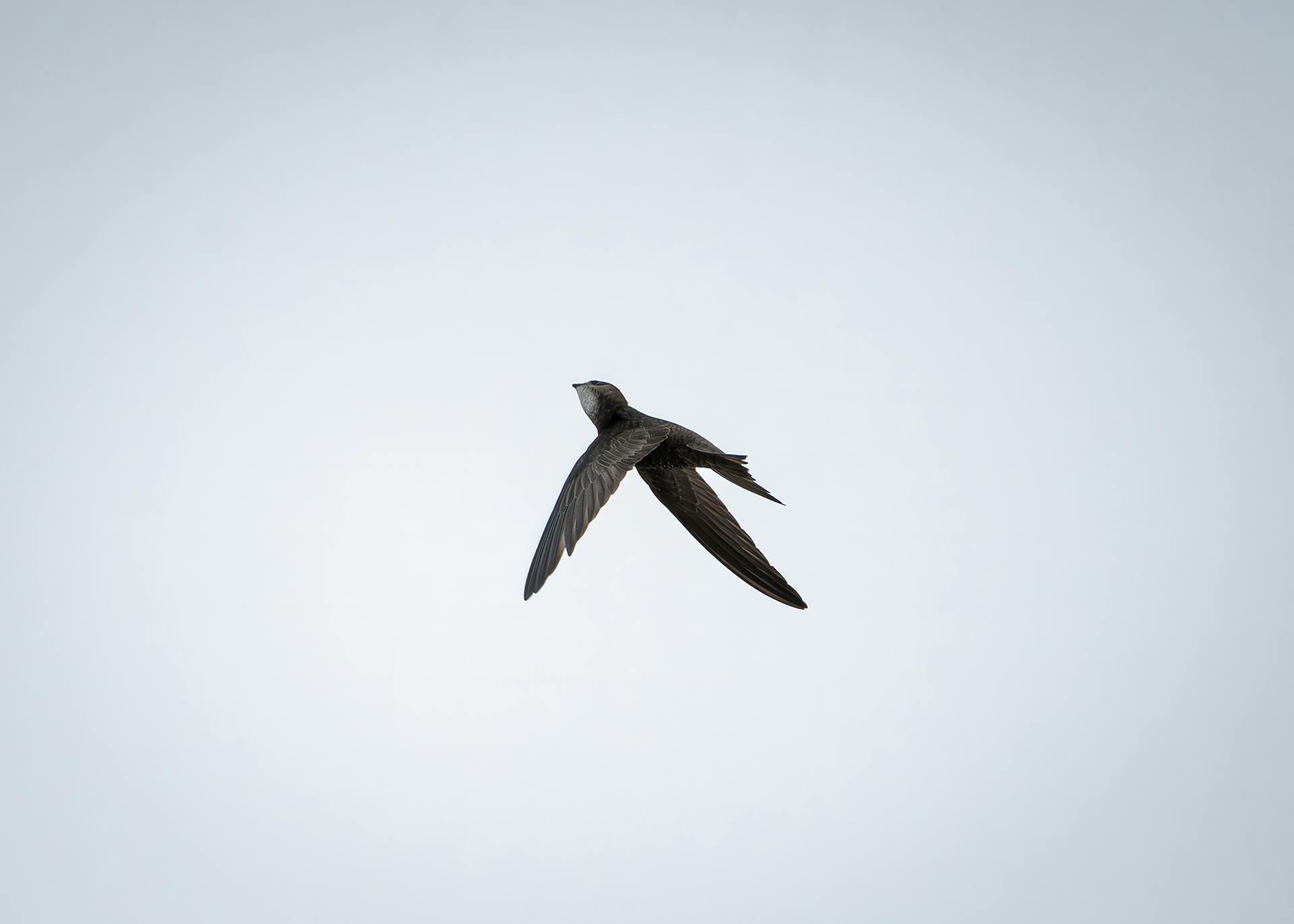 Flying Common Swift Bird