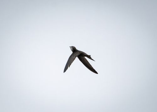 Free A beautiful common swift flying gracefully against a clear sky, showcasing its elegant form in mid-flight. Stock Photo