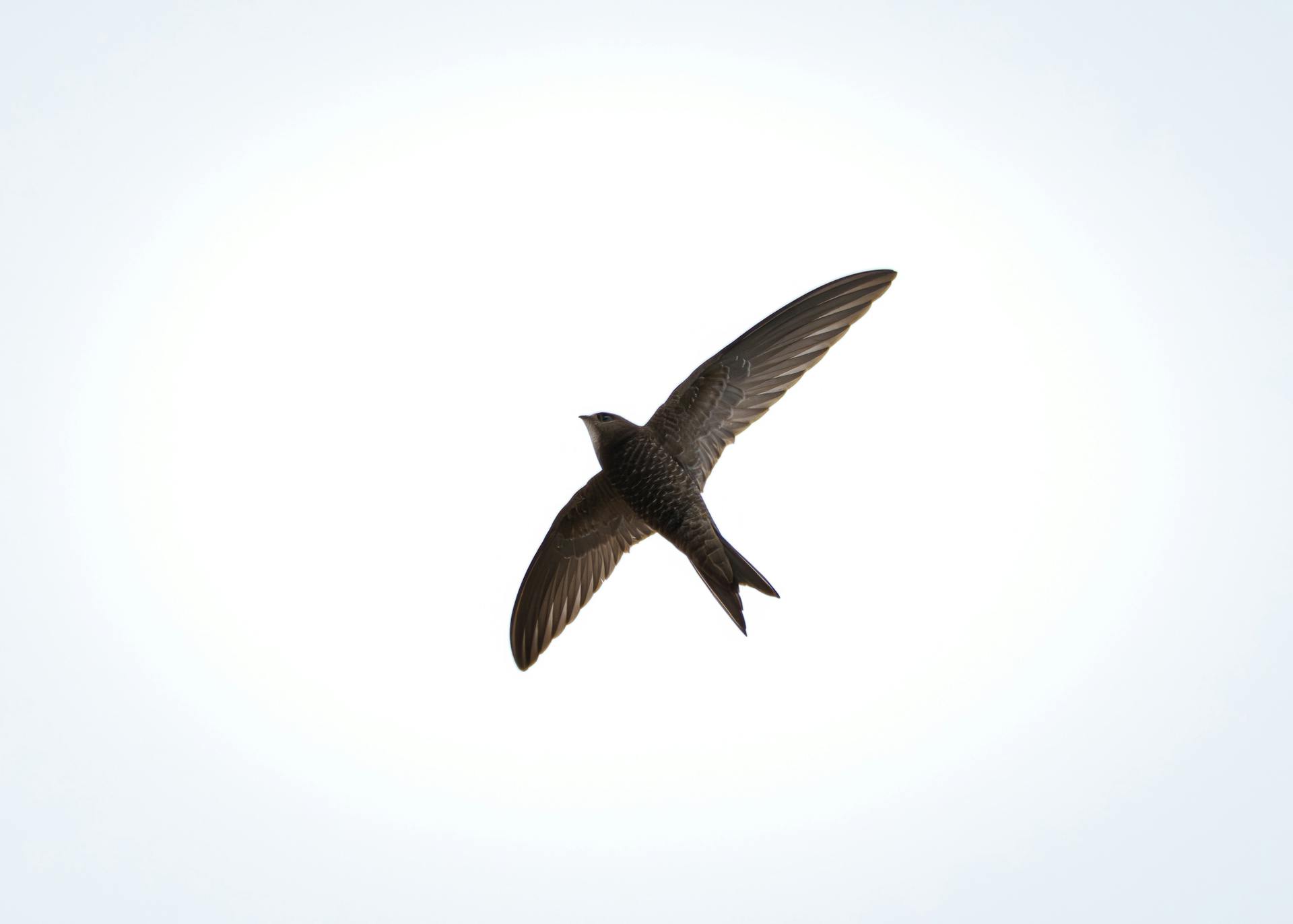 Elegant silhouette of a Common Swift soaring gracefully against a clear sky.