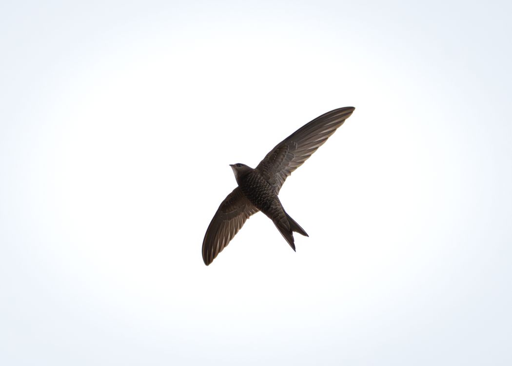 Swift In Flight Outline Common Swift Flying in Air · Free Stock Photo