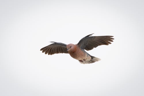 laughing-dove-flying