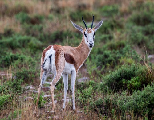 A gazelle standing in the middle of a field