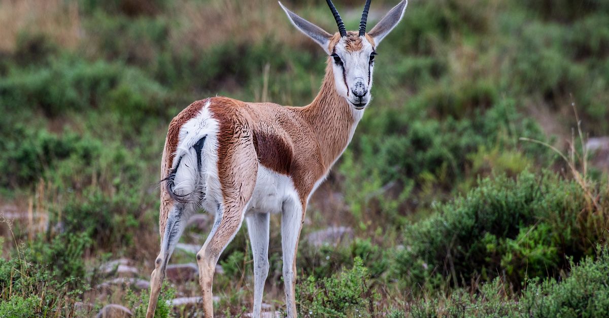 springboks