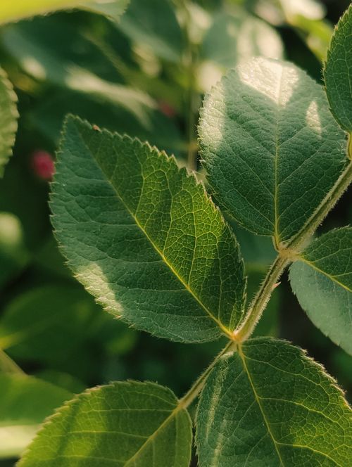 Free Sunlit green leaves with visible texture and veins, representing natural beauty. Stock Photo