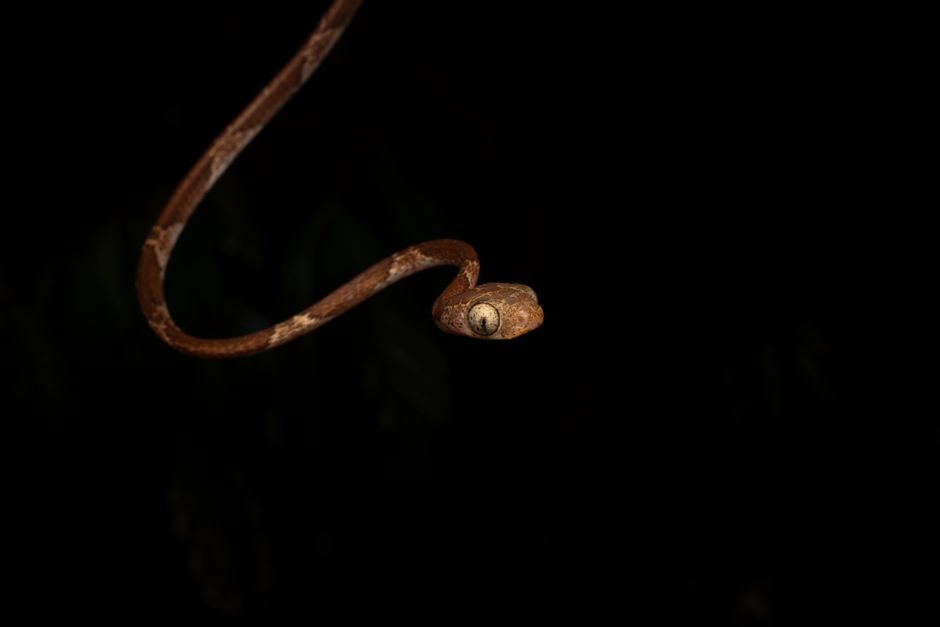 lucky-snake-dream