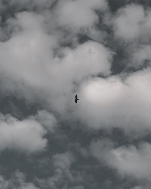 Chim đen Bay Dưới Mây Trắng