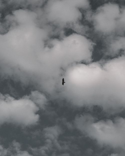 Free A lone eagle gracefully flying against a dramatic backdrop of clouds in the sky. Stock Photo