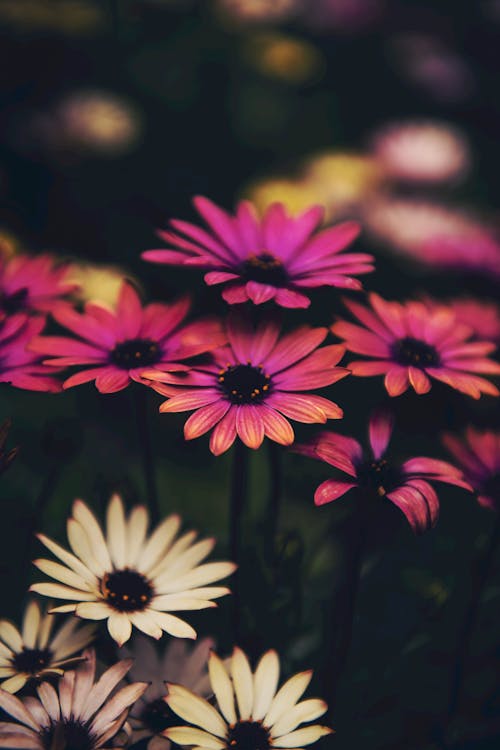 คลังภาพถ่ายฟรี ของ กลีบดอก, ความชัดลึก, ดอกไม้