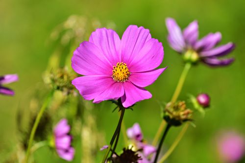 Free Close-up of a vibrant pink Cosmos flower with green background in natural sunlight. Stock Photo