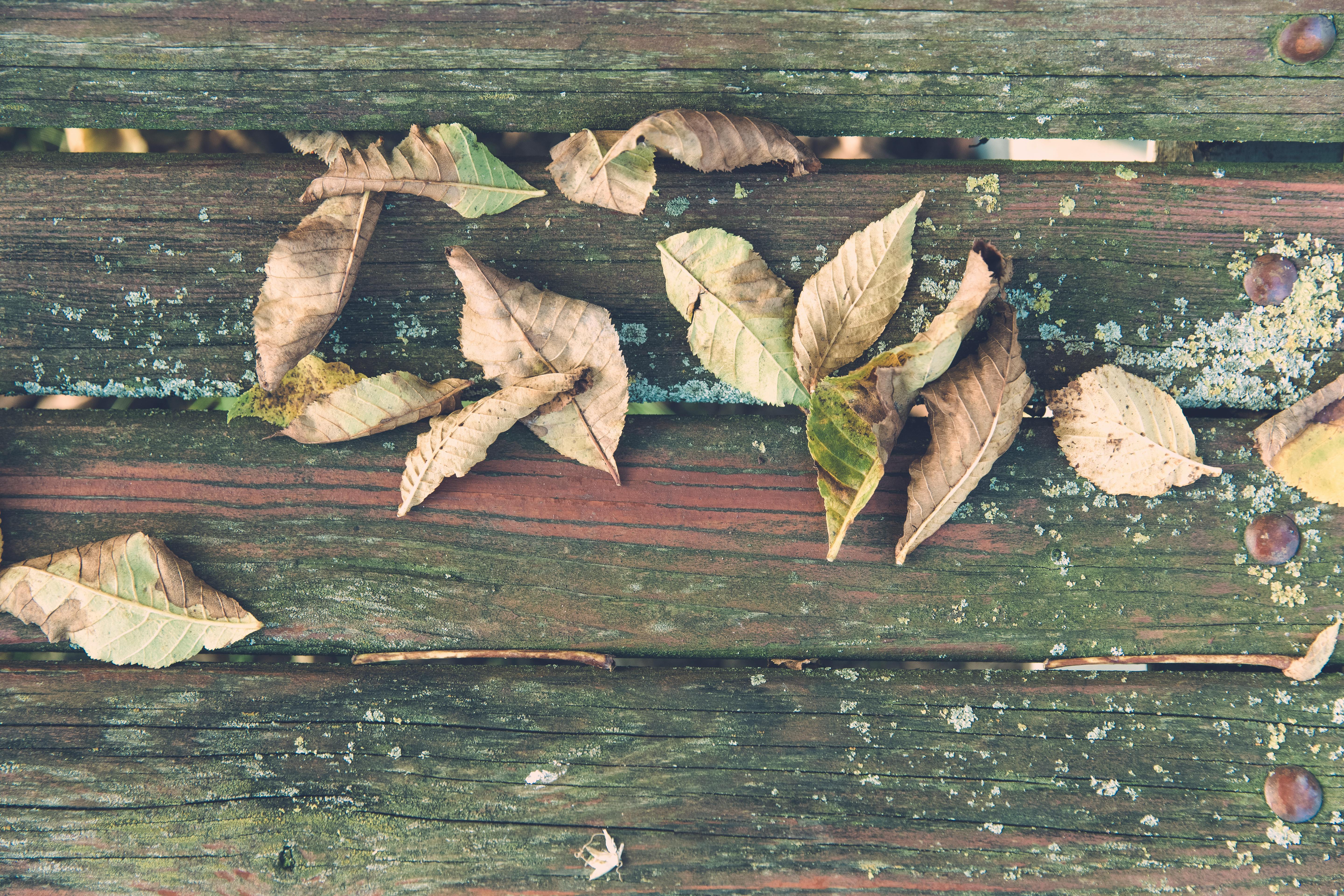 Wilted Leaves on Brown Wooden Surface · Free Stock Photo