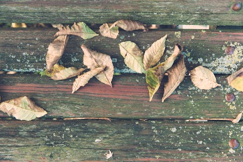 Free stock photo of autumn, autumn leaves, dirt