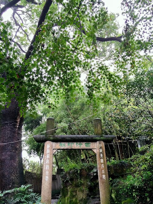 걷고 있는, 나무, 단풍잎의 무료 스톡 사진