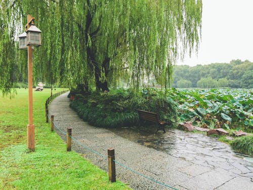 Free stock photo of after the rain, day, fresh