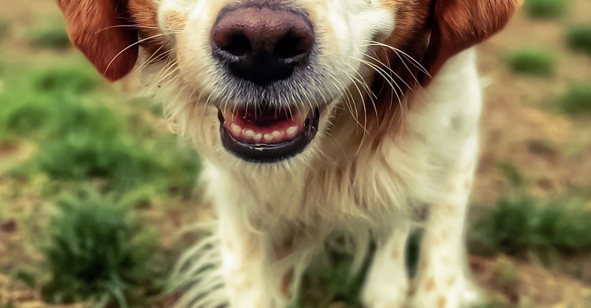 Funny Brittany Spaniel walking on grassy meadow