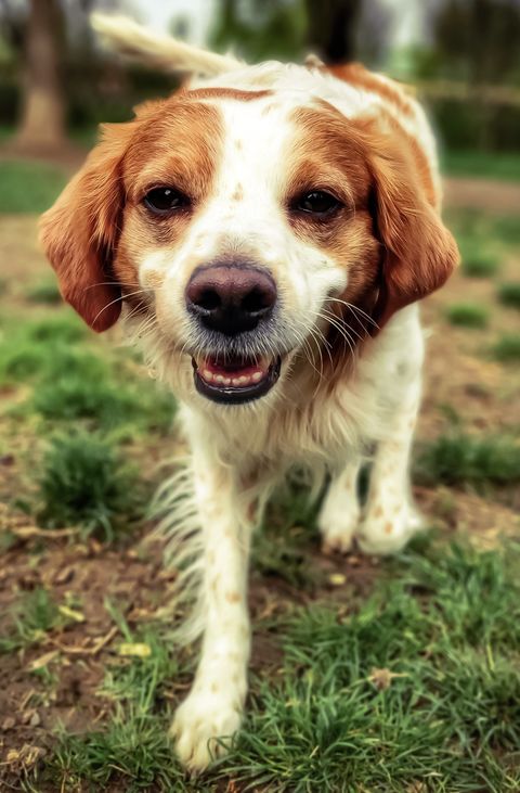 Orange and white Brittany walking on grass, photo by Juan Franco on Pexels