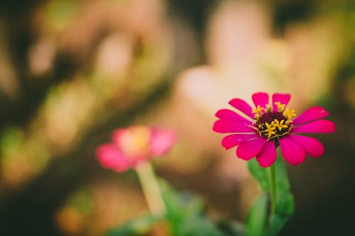 Gündüz Pembe Yapraklı çiçeğin Seçmeli Odak Fotoğrafı